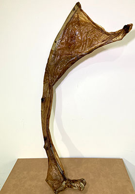 b-186_微重力共生體_徐睿平_01