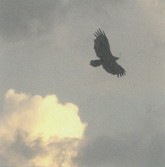 b-11_蔡安智_《藍鳥》_2004